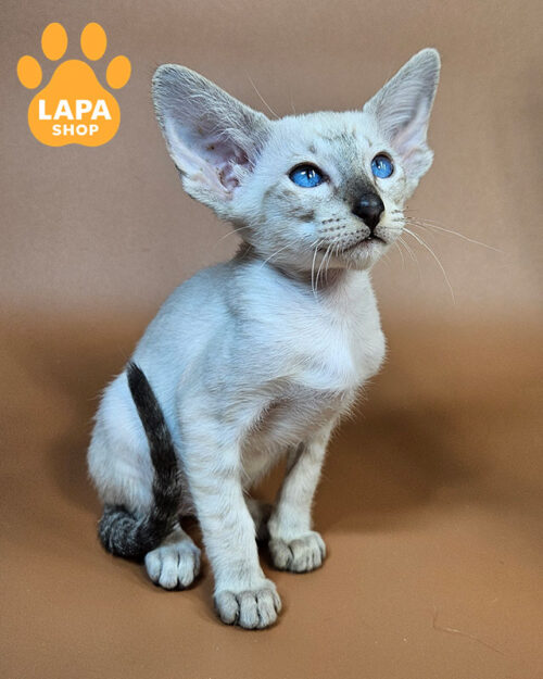 черный табби ориентал