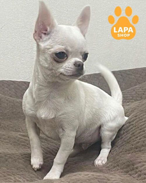 white chihuahua