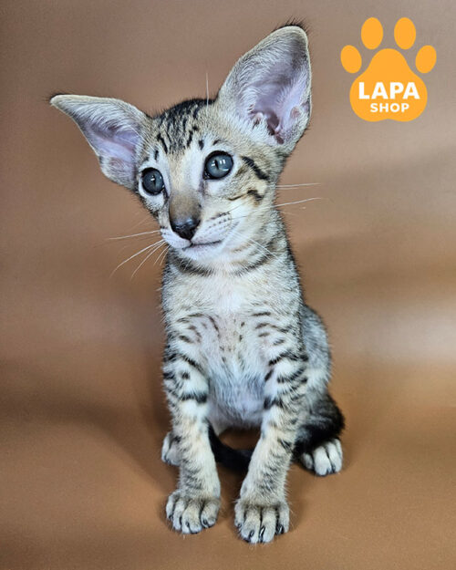 черный пятнистый ориентал