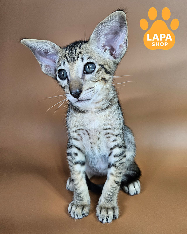 черный пятнистый ориентал