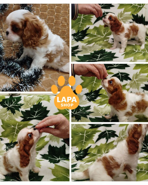 cavalier king charles spaniel