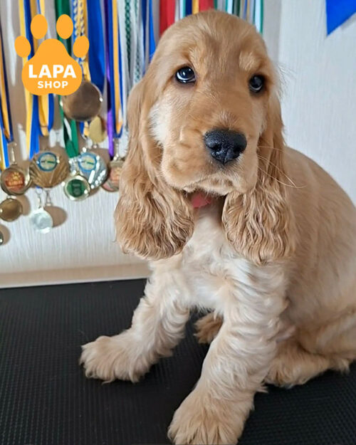 рудий англійський кокер спанієль