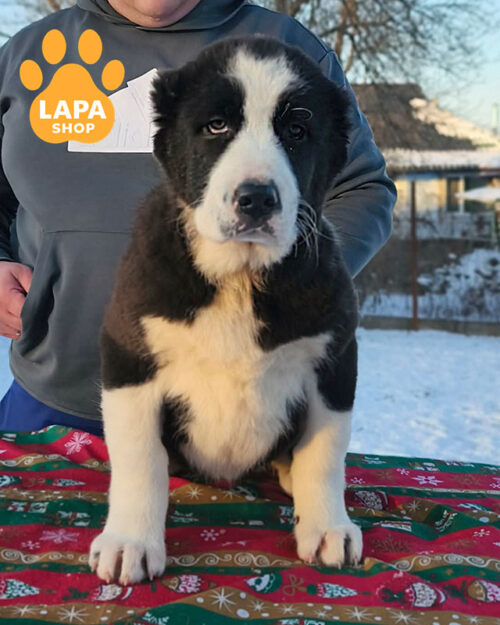 черно-белая среднеазиатская овчарка