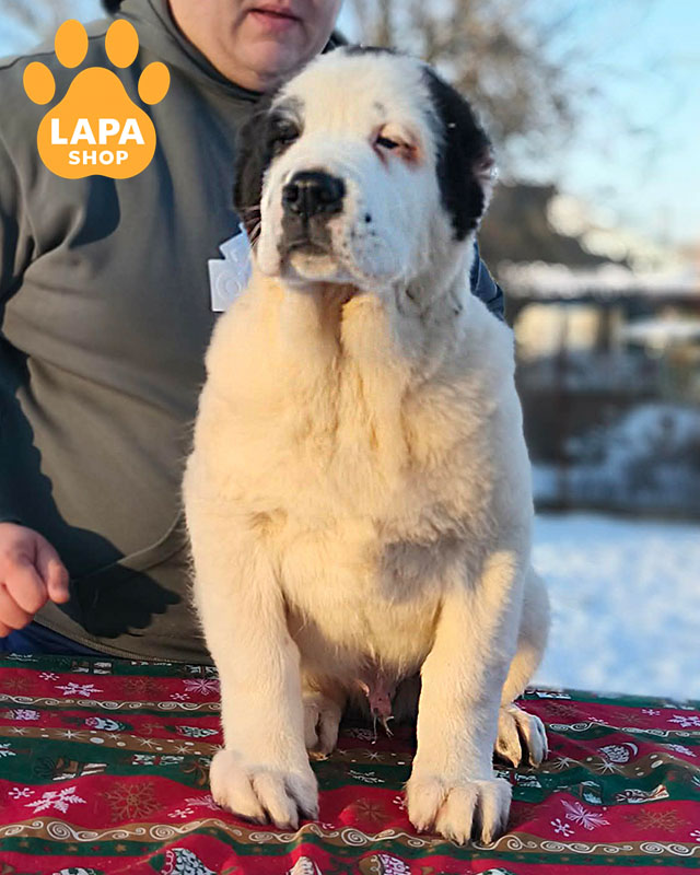 черно-белая среднеазиатская овчарка