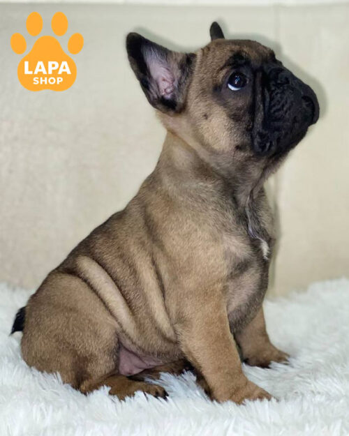 палевий французький бульдог