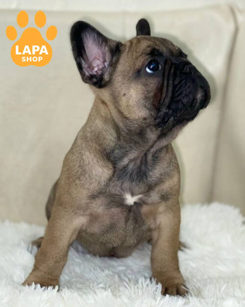 палевий французький бульдог