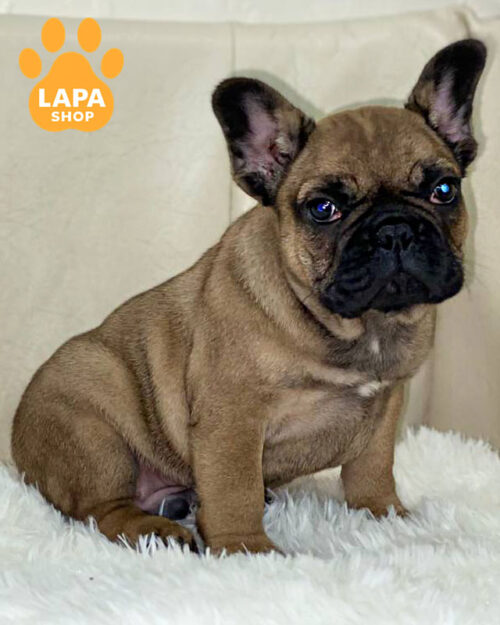 палевий французький бульдог