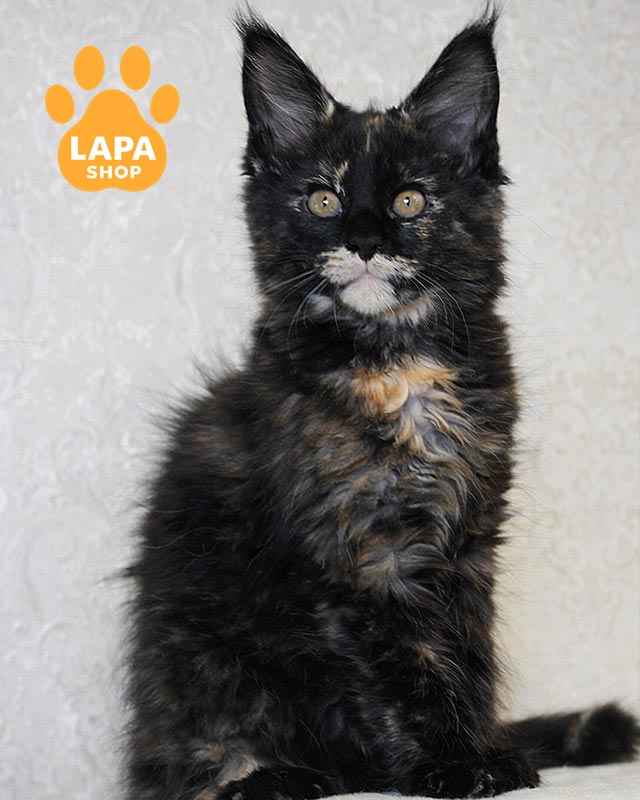 черепахова кішка мейн-кун