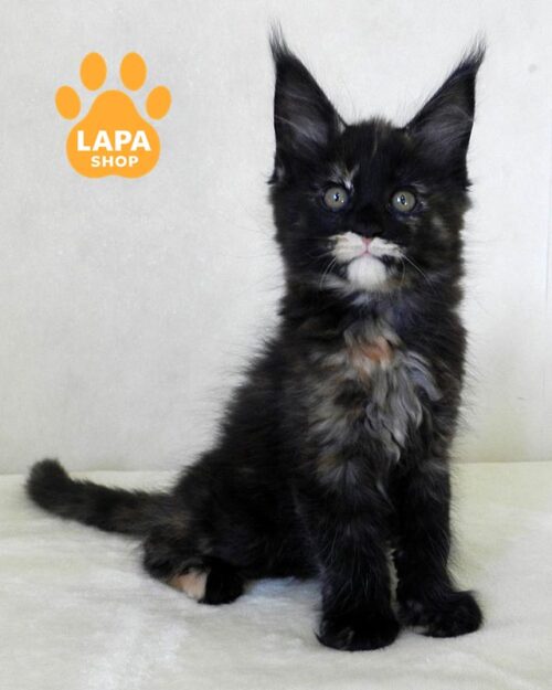 черепаховая кошка мейн-кун