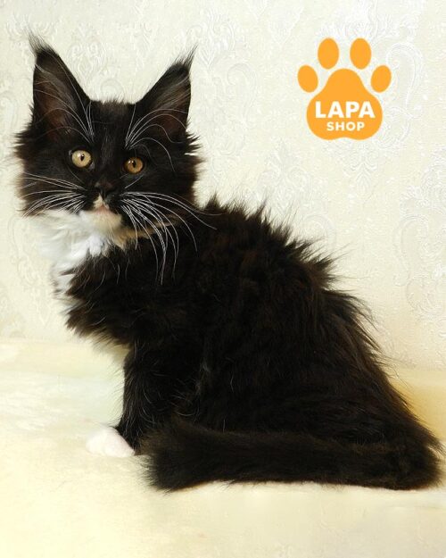 чорно-біла кішка мейн-кун