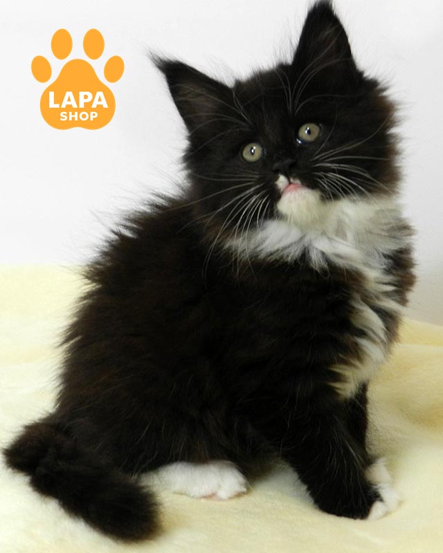 чорно-біла кішка мейн-кун