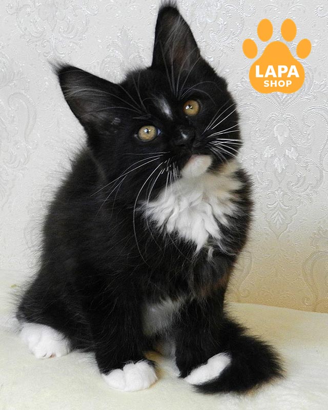 чорно-білий мейн-кун