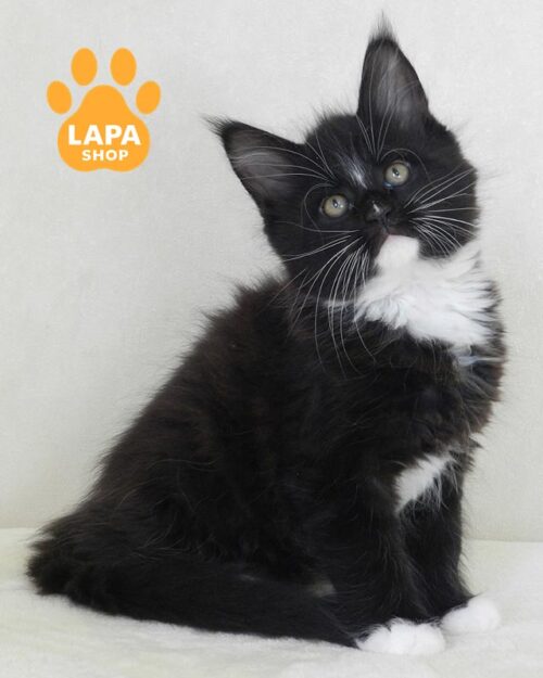 Arthur — чарівне кошеня породи мейн-кун в ефектній чорно-білій шубці