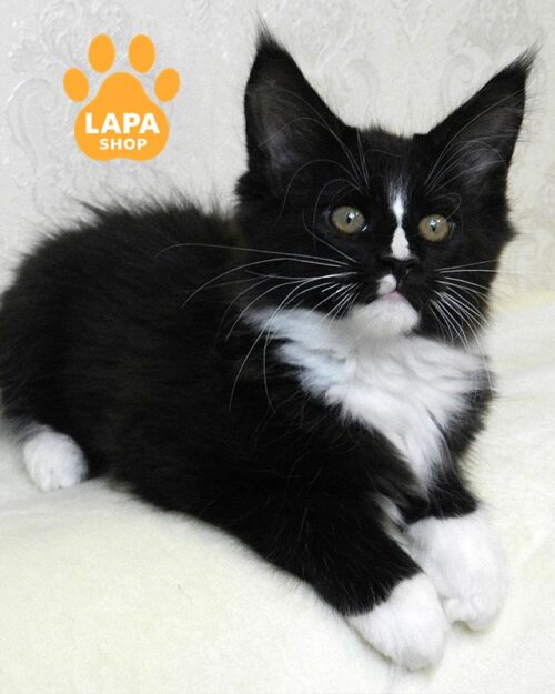 чорно-білий мейн-кун