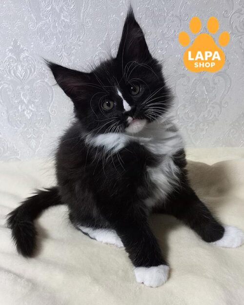 черно-белый мейн-кун