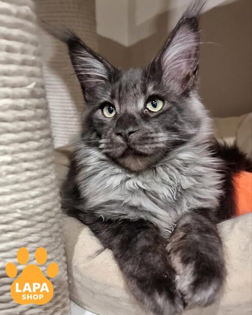 димний мейн-кун