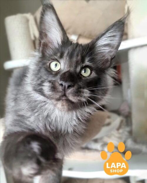 димний мейн-кун