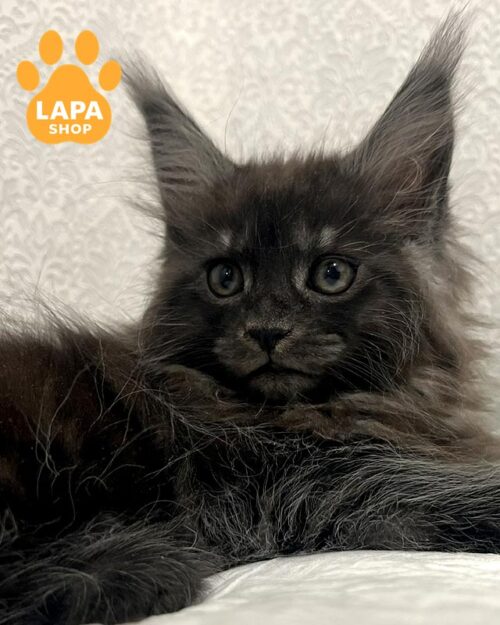 дымный мейн-кун