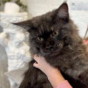 Prada – роскошная кошечка породы мейн-кун в эффектной дымной шубке mco dad 1