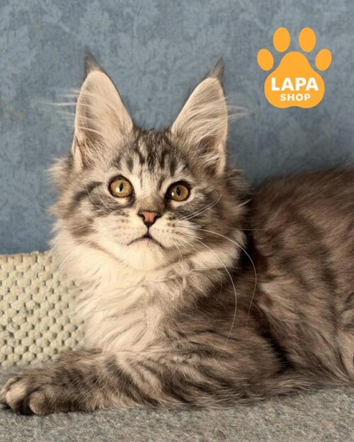 сріблясто-мармурова кішка мейн-кун