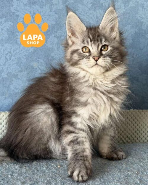 серебристо-мраморная кошка мейн-кун