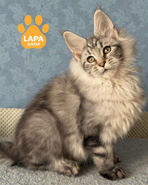 сріблясто-мармуровий мейн-кун