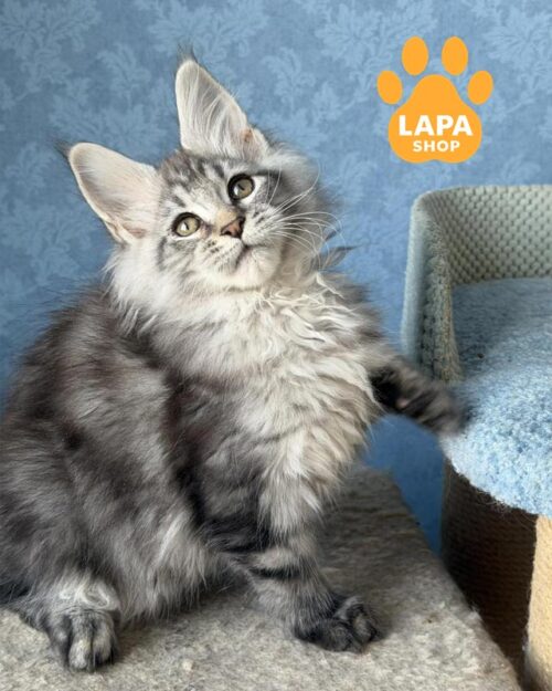 серебристо-мраморный мейн-кун