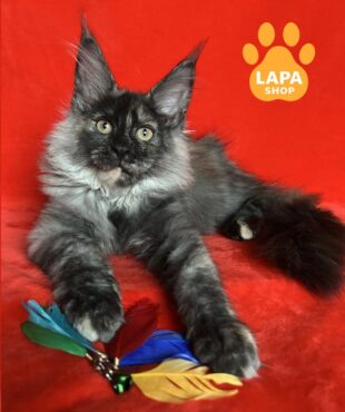 черепахова кішка мейн-кун