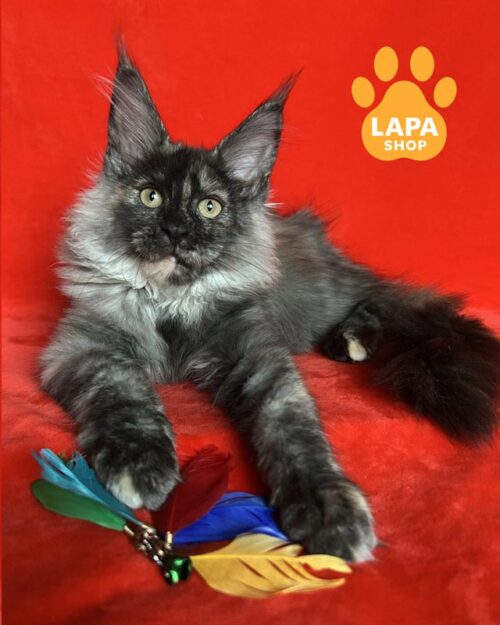 черепахова кішка мейн-кун