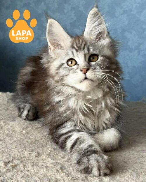 silver-marble Maine Coon kitty