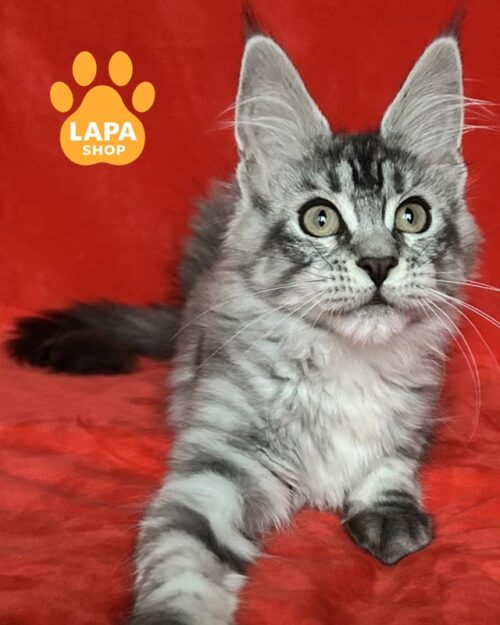 мармурово-срібляста кішка мейн-кун