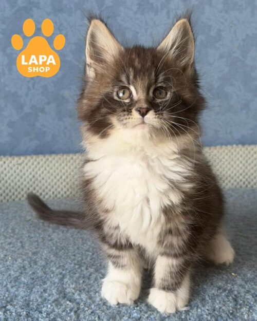 мраморно-белый мейн-кун