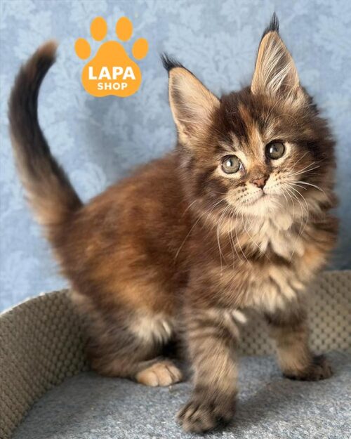 черепаховая кошка мейн-кун