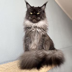 Prada – роскошная кошечка породы мейн-кун в эффектной дымной шубке mco mom 1