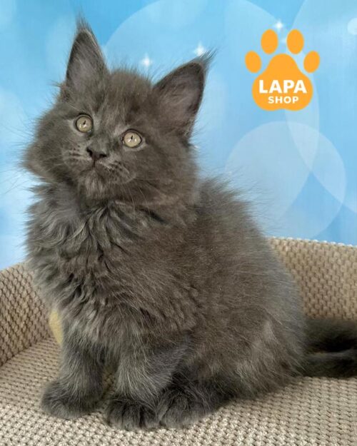 голубо-дымный котенок мейн-кун