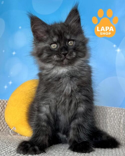 дымный котенок породы мейн-кун