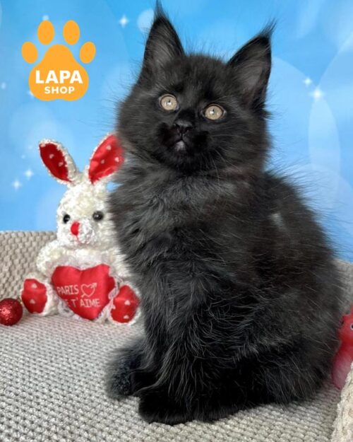 чорна димна кішка мейн-кун