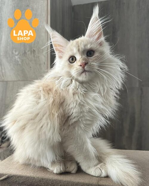 кошеня мейн-кун