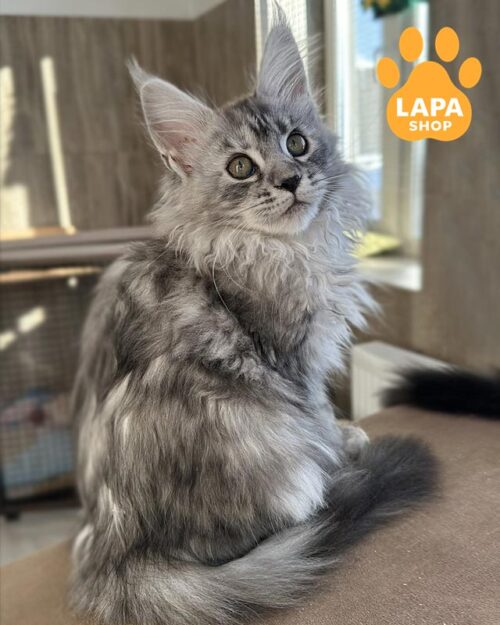 сріблясто-мармуровий мейн-кун