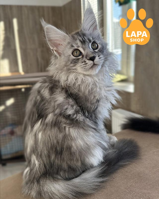 сріблясто-мармуровий мейн-кун