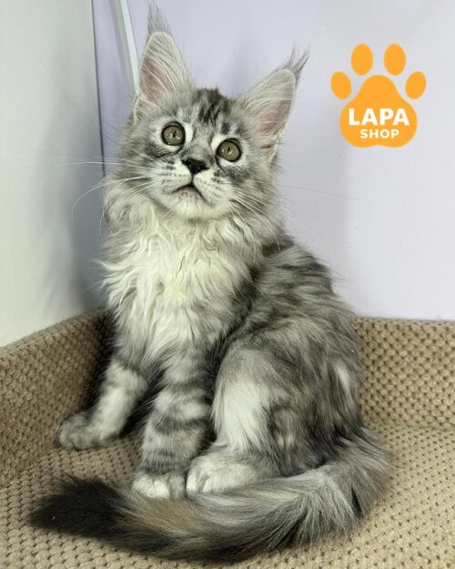 сріблясто-мармуровий мейн-кун