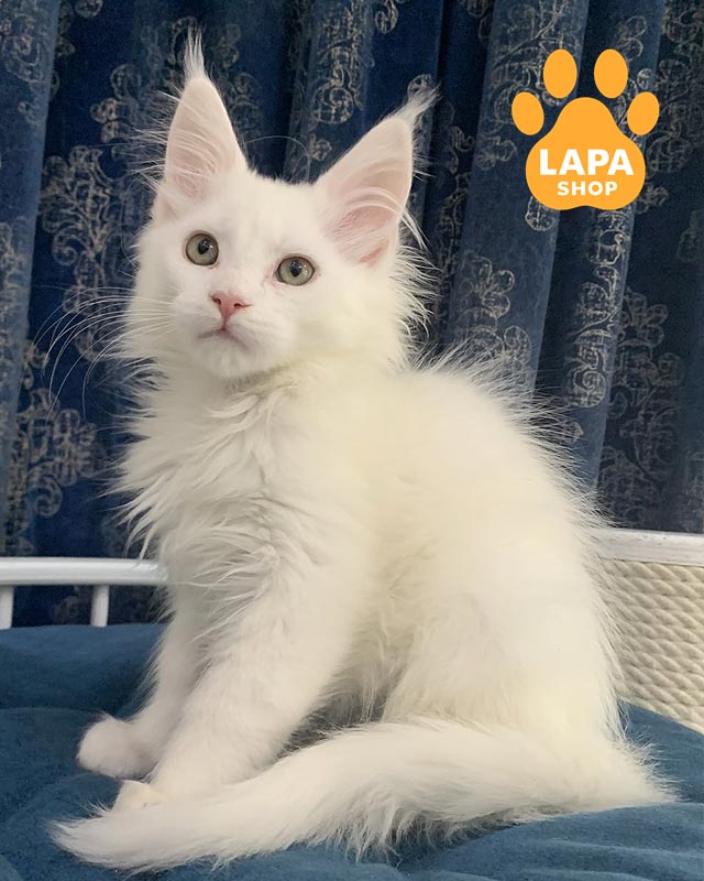 белоснежный мейн-кун