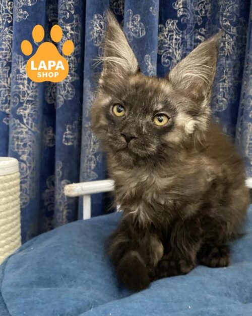 дымный мейн-кун