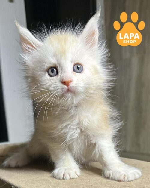 серебристо-рыжая кошка мейн-кун