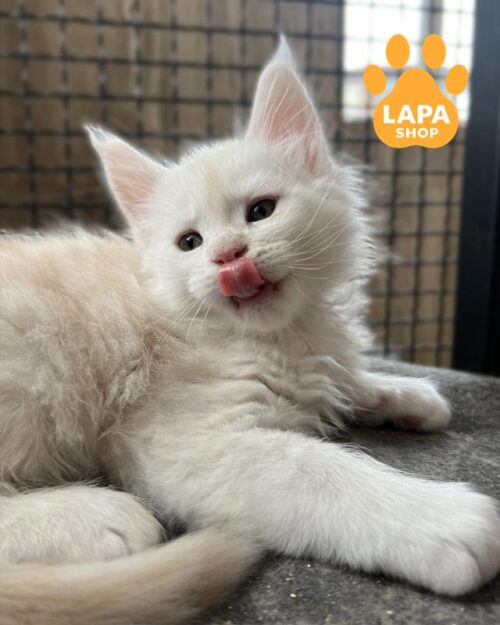 затушеванный мейн-кун <br> <br> <br>