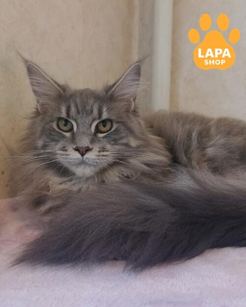 мармурова кішка мейн-кун