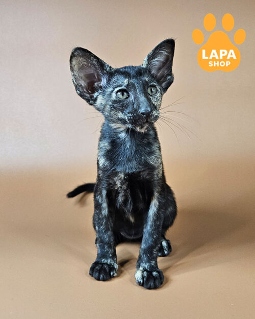 черный черепаховый ориентал