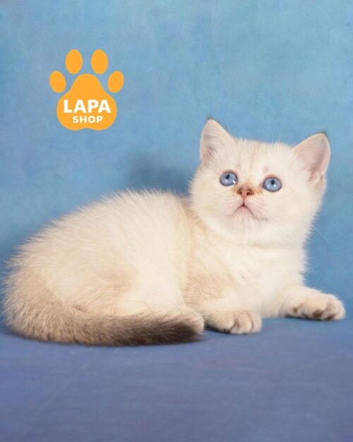 кішка манчкін