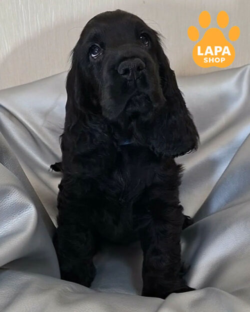 чорний англійський кокер спанієль