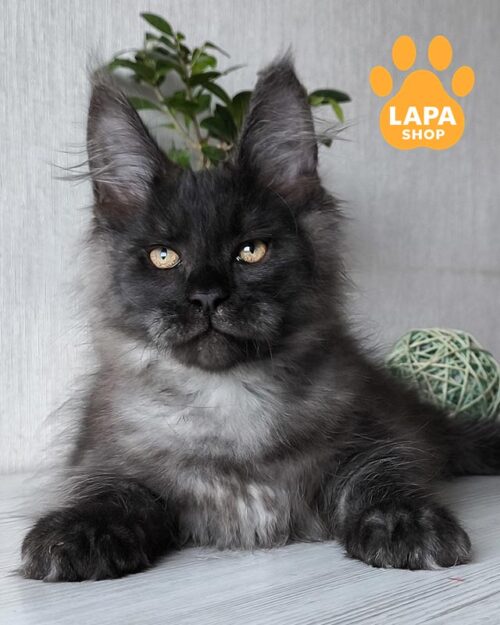 дымный мейн-кун